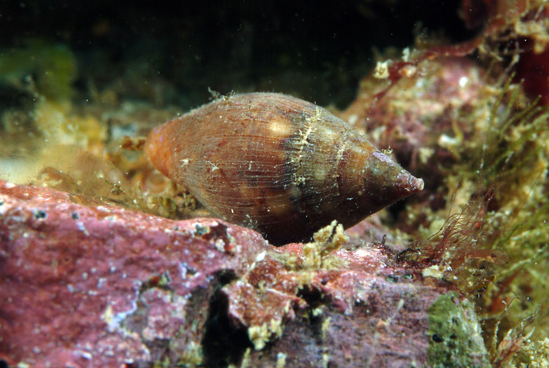 Columbella rustica